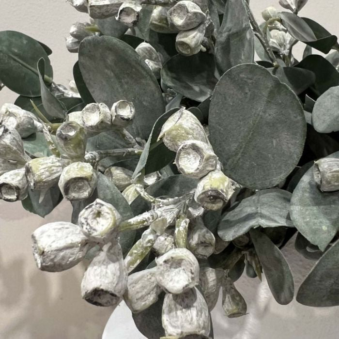Eucalyptus Tetragona