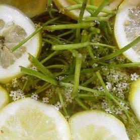 Lime Coconut & Elderflower Wood Wick Candle