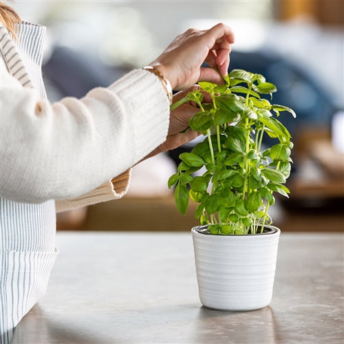 Ottawa Herb Planter Calico