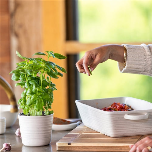 Ottawa Herb Planter Calico