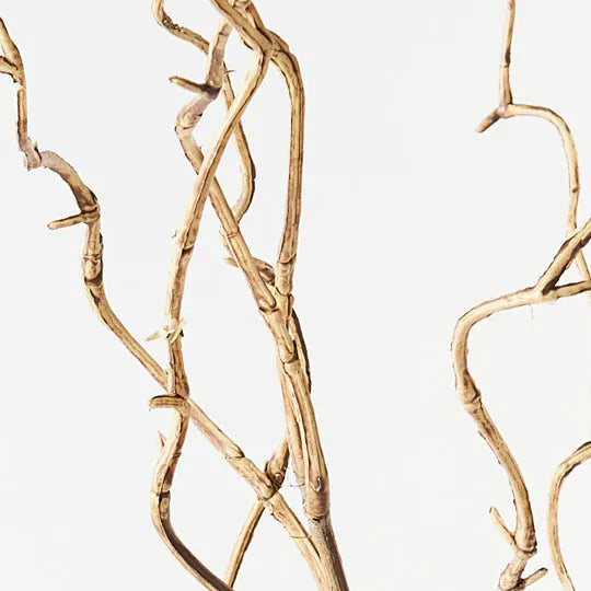 Twig Curly Willow Spray 100cm